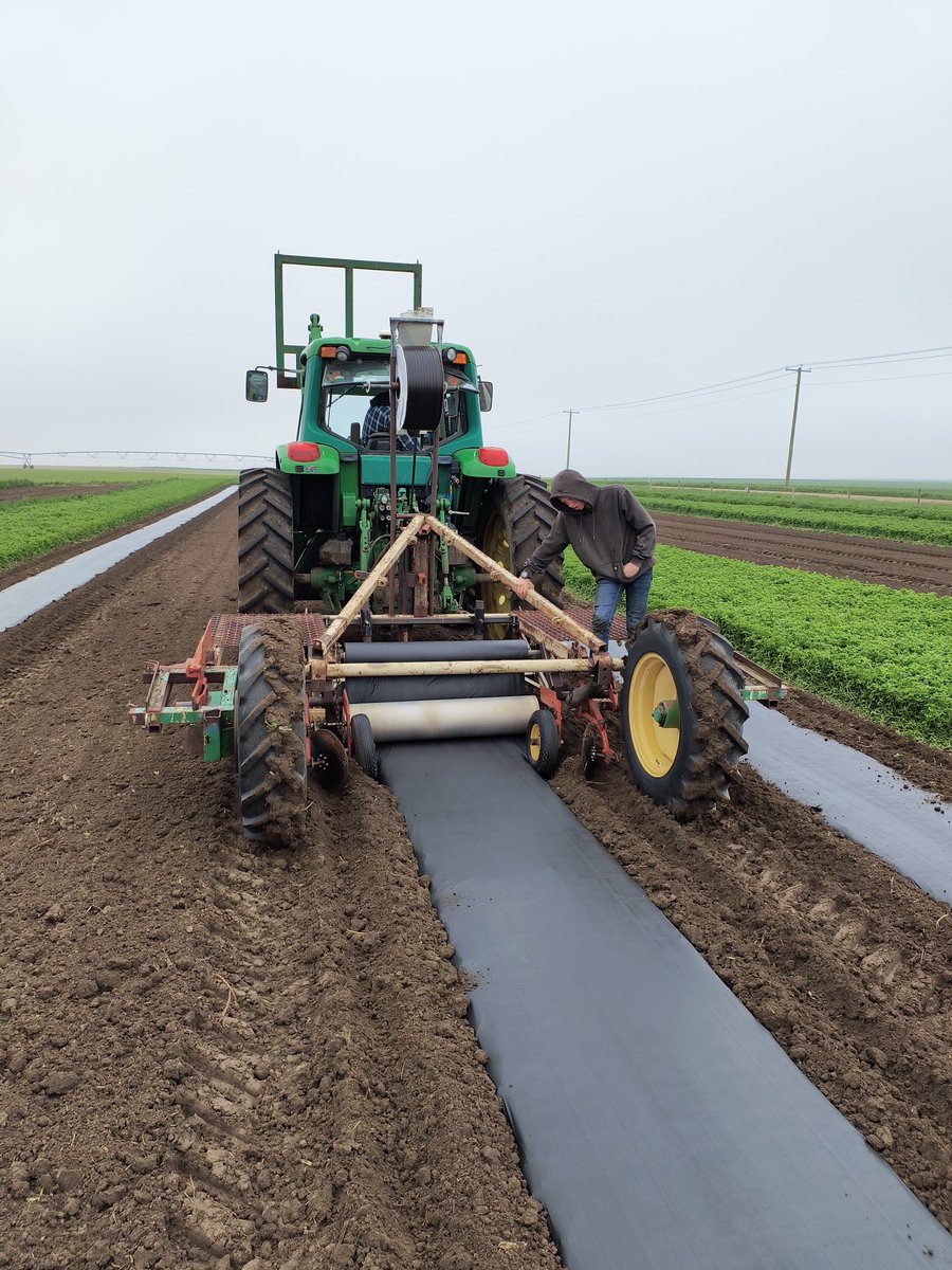 Plastic mulch laying for another season of melons.  The latest and most moist conditions we have ever done it in.