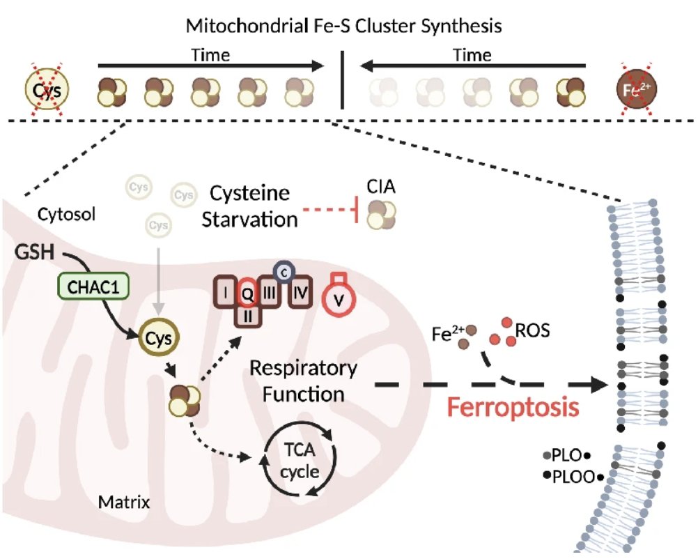 *New paper alert* I’m happy to share our latest study, out this week in @NatureComms. Led by former postdoc Nate Ward (who now leads his own lab at @MoffittNews), we asked how mitochondria cope with cystine starvation. nature.com/articles/s4146…