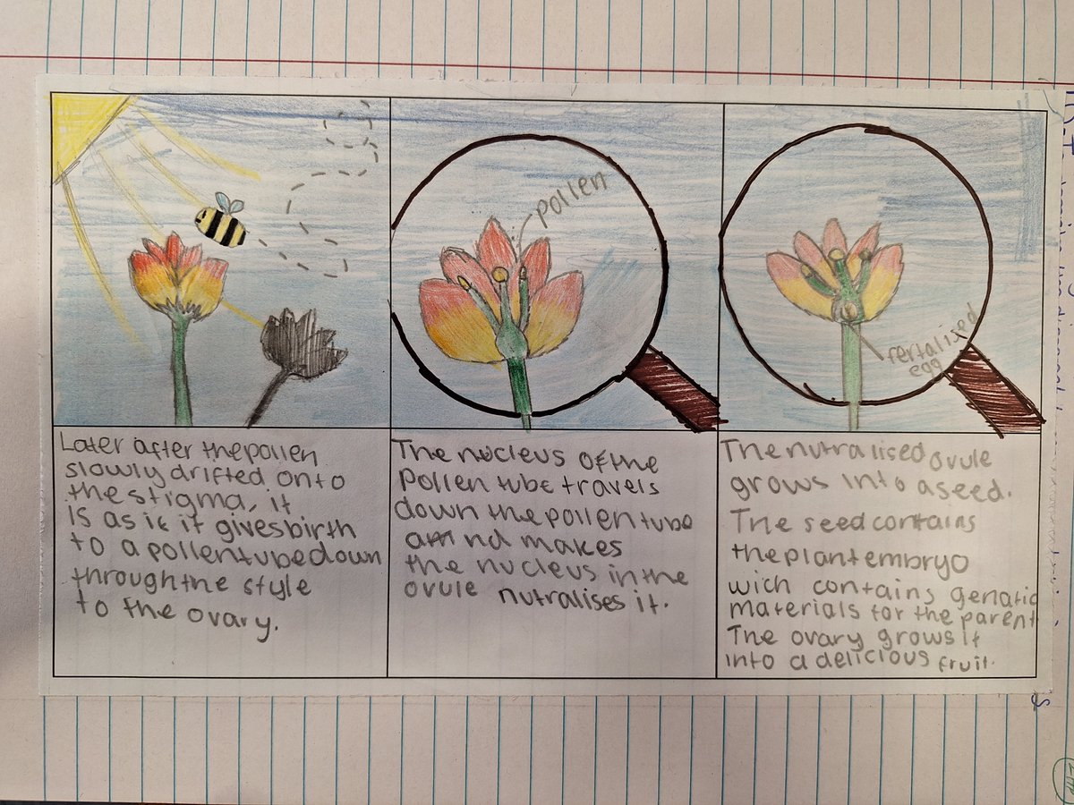 Year 5 have been learning about pollination and fertilisation in plants. They recorded their findings neatly and comprehensively.