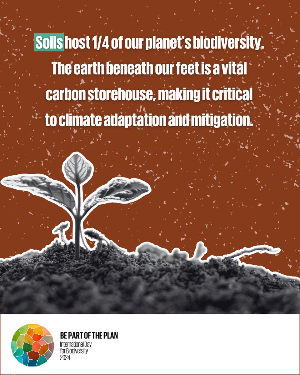 We are very excited to celebrate #BiodiversityDay: #forest soils are teeming with life & #biodiversity 🎉🍄🐞 Discover all the richness hosted in #ForestSoils, from plant roots🌱, worms 🪱, and insects 🪲 , to microorganisms 🦠 on #HoliSoils' website! ➡️ holisoils.eu/soil-benefits/