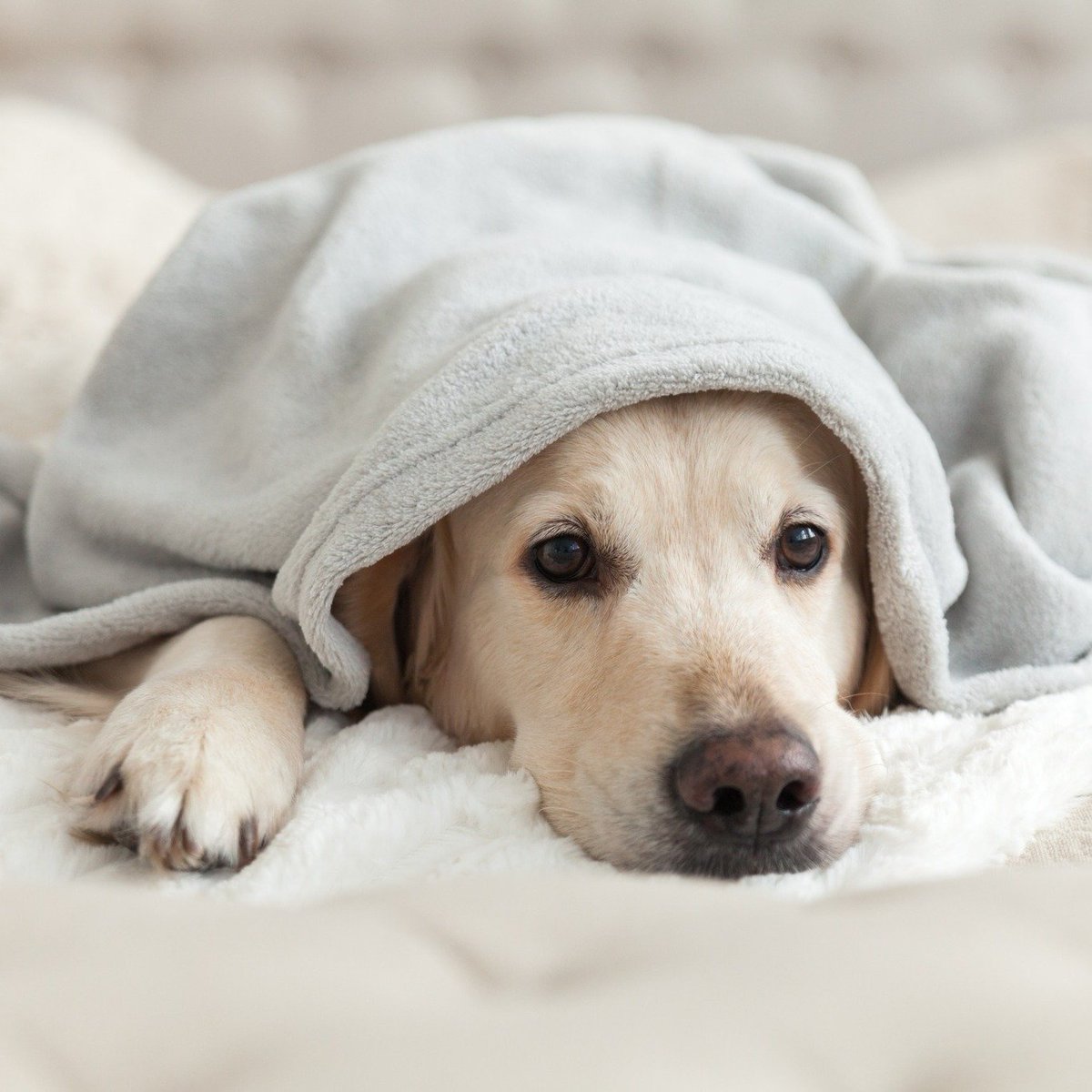 SaltLodgeHotel's tweet photo. In need of a break? Don't want to leave
the dug behind? 🐶

We've got you the paw-fect solution - bring them with
you! 😉 https://t.co/4aJPIs8OLP