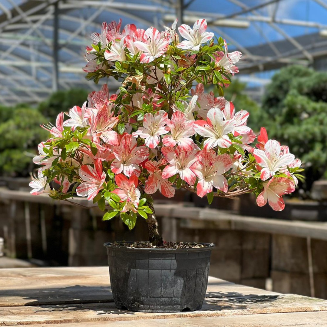 ¡Las Azaleas son impresionantes! Su espectacular floración, entre mayo y junio, nos ofrece flores de una variedad de colores, formas y tamaños.Sus hojas verde oscuro le dan un aspecto único y de elegante, ¡Son una verdadera joya para cualquier jardín! #MistralBonsai