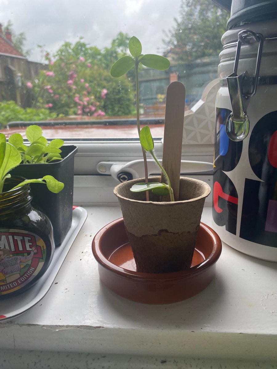 Parvati Perman-Howe (@parvati_howe) on Twitter photo Meet Sunny (deliberately spelt incorrectly) and Cher - putting myself forward as an early contender for the winner of the Faculty sunflower growing competition. <a href="/SCHARRSheffield/">SCHARR</a> <a href="/ScHARRpubhealth/">ScHARR Public Health</a> <a href="/SARG_SCHARR/">SARG - SCHARR</a> Meet Sunny (deliberately spelt incorrectly) and Cher - putting myself forward as an early contender for the winner of the Faculty sunflower growing competition. <a href="/SCHARRSheffield/">SCHARR</a> <a href="/ScHARRpubhealth/">ScHARR Public Health</a> <a href="/SARG_SCHARR/">SARG - SCHARR</a>