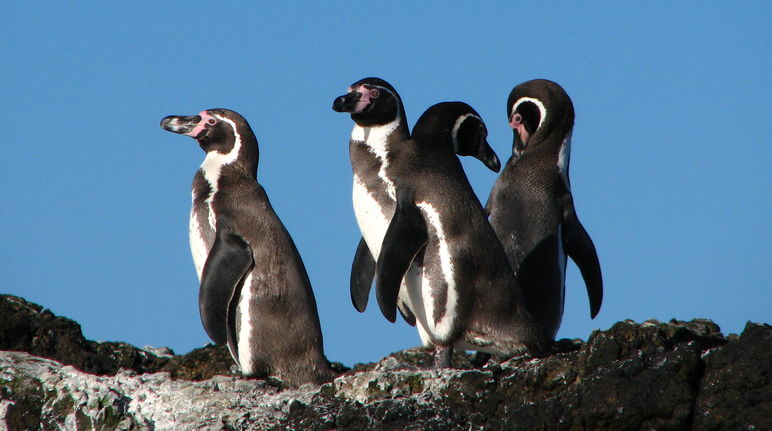 Action for Earth (@actionforearth) on Twitter photo Action to protect Penguins in Chile from a new mining and port project. rainforest-rescue.org/petitions/1245… <a href="/RainforestResq/">Rainforest Rescue</a> Action to protect Penguins in Chile from a new mining and port project. rainforest-rescue.org/petitions/1245… <a href="/RainforestResq/">Rainforest Rescue</a>