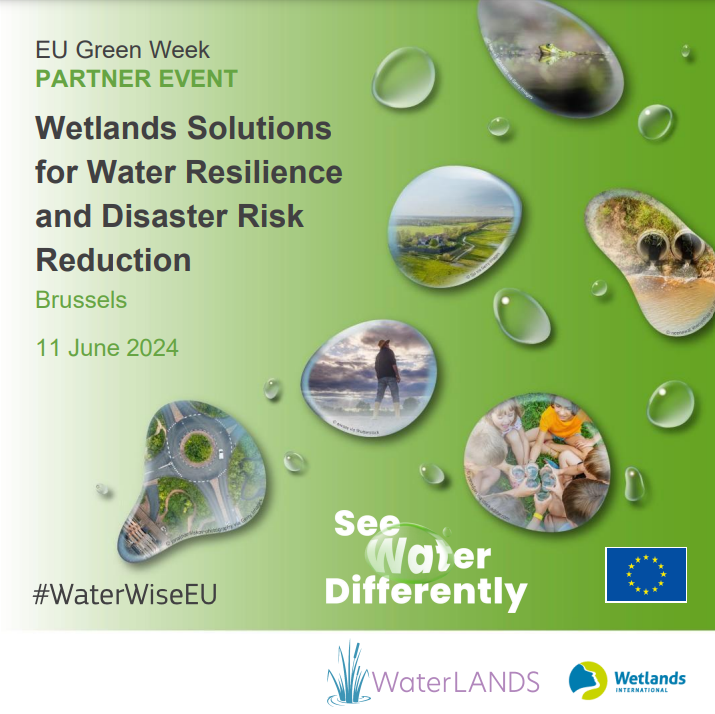 🌿Don't miss the EU Green Week event with WaterLANDS and @WetlandsInt 🌊Wetlands Solutions for Water Resilience and Disaster Risk Reduction 🗓️ 11 June 2024 🗺️ Brussels Register now for in-person or online attendance 👉waterlands.eu/news-and-event…