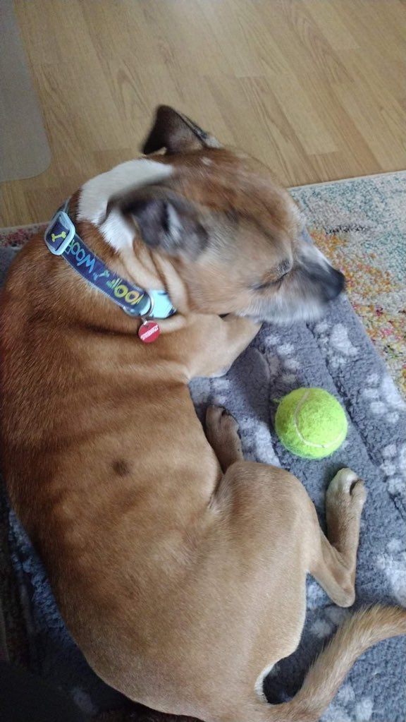 karen73984451's tweet photo. #wednesdaywisdom plz RT and help beeyootiful boy #Mutley find a loving home #TeamZay @SeniorStaffy https://t.co/ahOOT7sLby