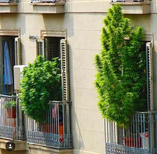 Barcelona, Spain 🇪🇸 The plant was decriminalized for personal growing and use in Spain in 1983 #maryjane #indica #sativa #weed #marijuana #growyourown