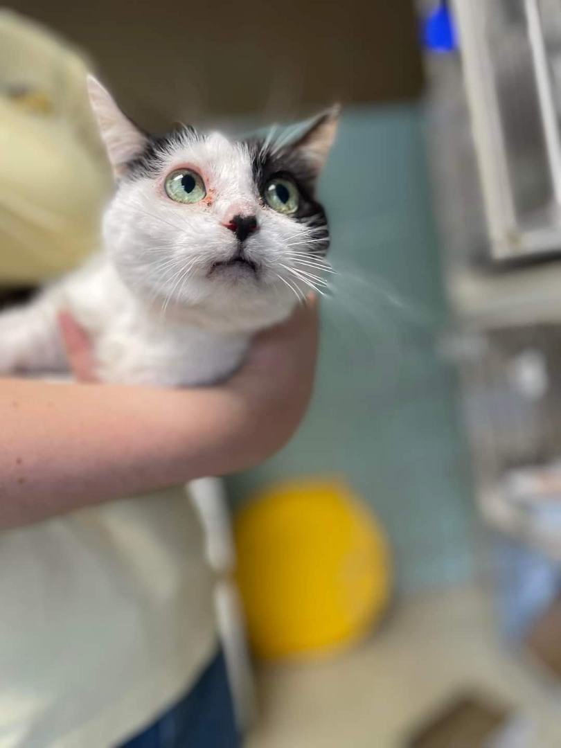 We think ‘jiminy’ is a great old-timely word too, @MerriamWebster - and so does old-timey cat Jiminy at Vernon Township Animal Control (NJ)! This sweet sad guy’s one of 18 senior kitties whose person passed away. 😿 He deserves a comeback in a happy home. Adopt! Or please RT? 1/