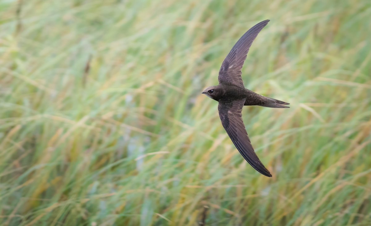 Rothamsted Research tweet media