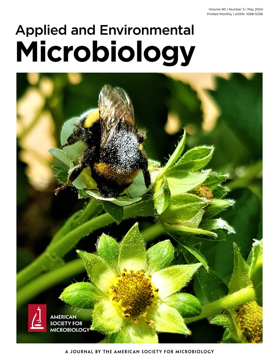 AppEnvMicro journal (@appenvmicro) on Twitter photo Our May 2024 issue of <a href="/AppEnvMicro/">AppEnvMicro journal</a> is out! Congratulations to <a href="/SarahLebeer/">Sarah Lebeer</a> and colleagues for providing a very spring-worthy cover for our May issue, featuring a bumblebee disseminating lactobacilli on a strawberry plant. 🐝🍓
journals.asm.org/toc/aem/90/5 Our May 2024 issue of <a href="/AppEnvMicro/">AppEnvMicro journal</a> is out! Congratulations to <a href="/SarahLebeer/">Sarah Lebeer</a> and colleagues for providing a very spring-worthy cover for our May issue, featuring a bumblebee disseminating lactobacilli on a strawberry plant. 🐝🍓
journals.asm.org/toc/aem/90/5
