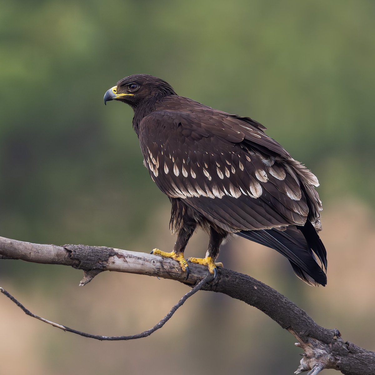 Endangered migrating eagles impacted by Ukraine war, finds UEA's Charlie Russell 🦅🇺🇦 'The war in Ukraine has had a devastating impact on people and the environment. Our findings provide a rare window into how conflicts affect wildlife' @ueaenv @_BTO #UkraineWar #Ukraine