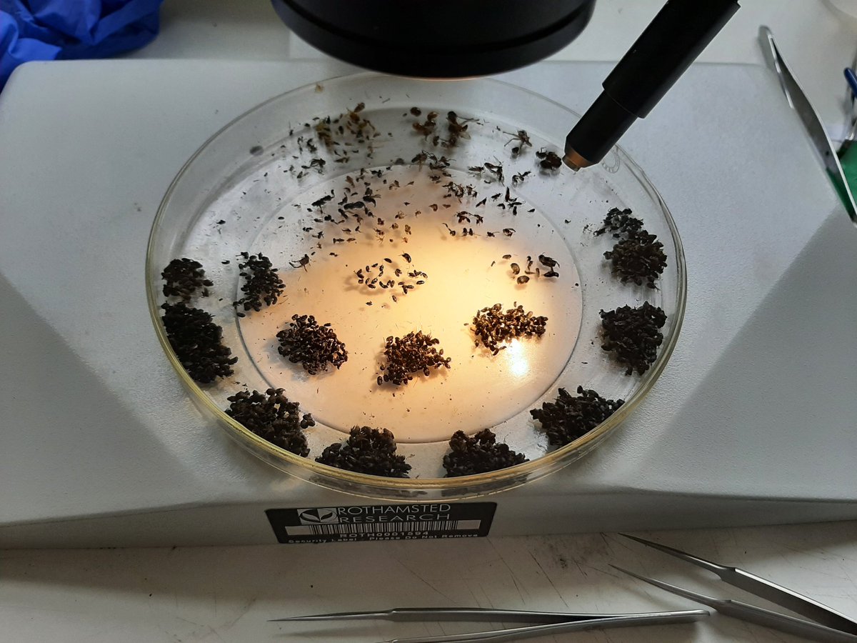 Rothamsted Research (@rothamsted) on Twitter photo Swifts: amazing acrobatic insect feeders; but did you know that the bugs they hunt are often the same ones that farmers are keen to control? A win-win for conservation and crop protection? 🪲 🌱🐦⬛<a href="/ecologyhans/">Hannah Romanowski</a> <a href="/kelly_jowett/">Kelly Jowett</a> <a href="/D_Garrett_Ento/">Dion Garrett</a>
Full story 👇
rothamsted.ac.uk/news/swifts-ha… Swifts: amazing acrobatic insect feeders; but did you know that the bugs they hunt are often the same ones that farmers are keen to control? A win-win for conservation and crop protection? 🪲 🌱🐦⬛<a href="/ecologyhans/">Hannah Romanowski</a> <a href="/kelly_jowett/">Kelly Jowett</a> <a href="/D_Garrett_Ento/">Dion Garrett</a>
Full story 👇
rothamsted.ac.uk/news/swifts-ha…