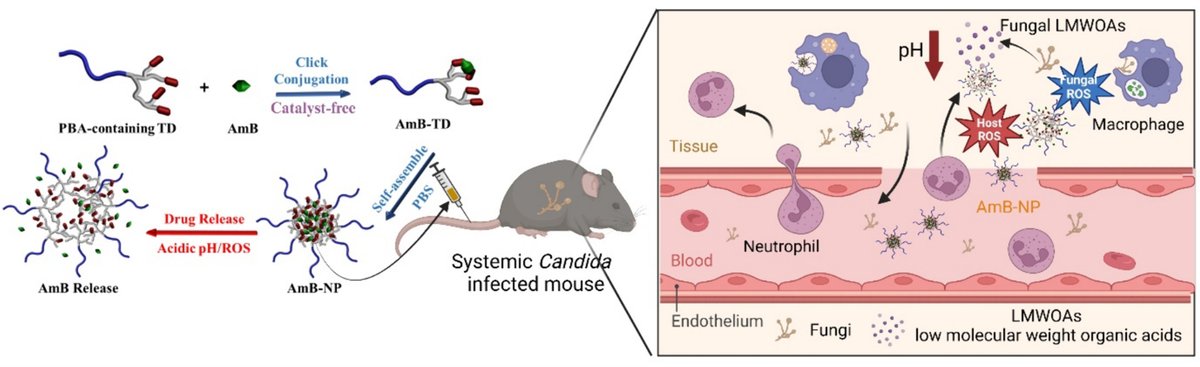 “Click” amphotericin B in prodrug nanoformulations for enhanced systemic fungemia treatment. | Juntao Luo @UpstateNews | [50 days' free access] #prodrug #dendrimer #ClickChemistry authors.elsevier.com/a/1j5bfcI2-5wmy