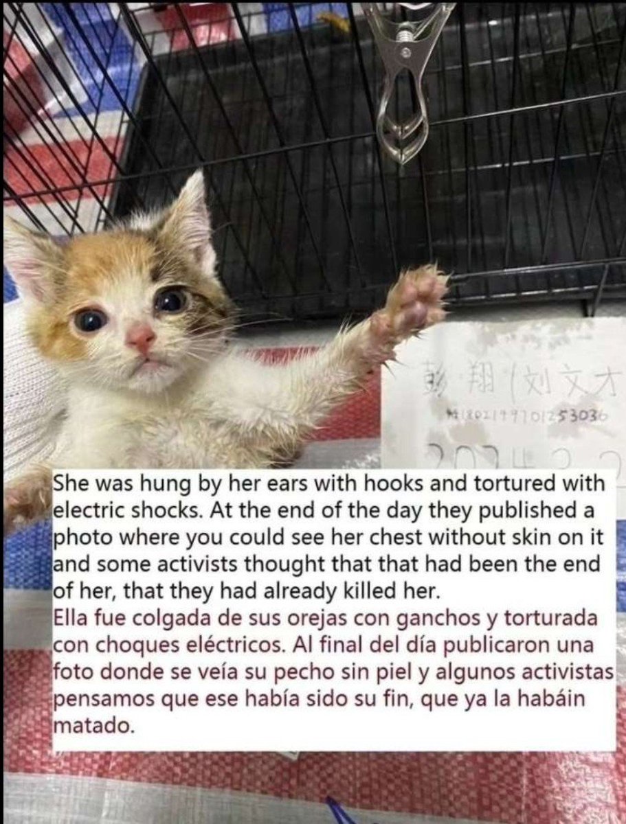 We hope the Chinese authorities will act against this unchecked cancer of cruelty that is corrupting youth across the nation #China @ChineseEmbinUS @AmbXieFeng @CGHuangPingNY @CG_ZhangJianmin @ChinaCG_NYC @SpoxCHNinUS #InvestigateOnlineCatTorture #HelpFelineGuardians