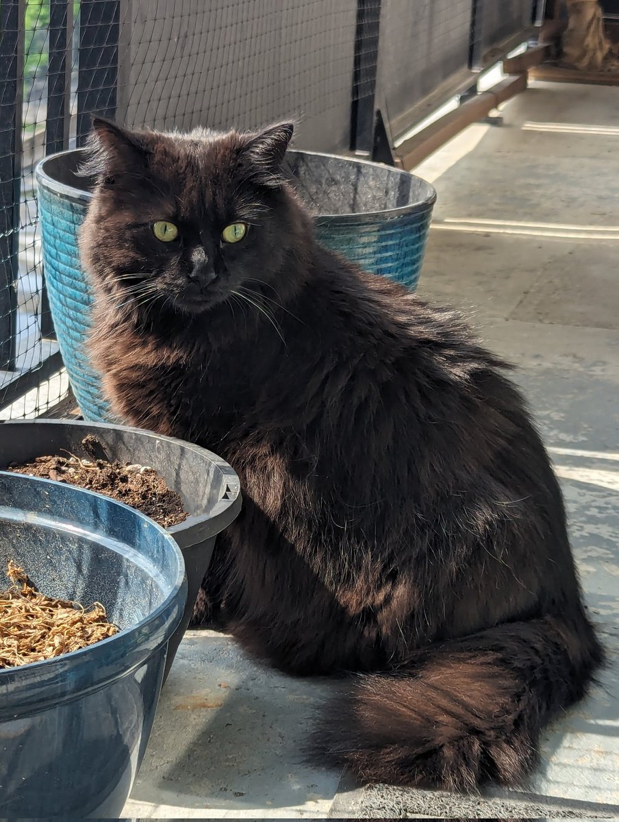 Good morning from 🌞 Ottawa 🇨🇦! Fresh air is important to Mom's recovery so I let her out on the catio while I did my pawtrol. Something awful has happened...I lost one of my White Whiskers overnight & am down to One White Whisker!🙀Call the constabulary! #Whiskerswednesday #Cats