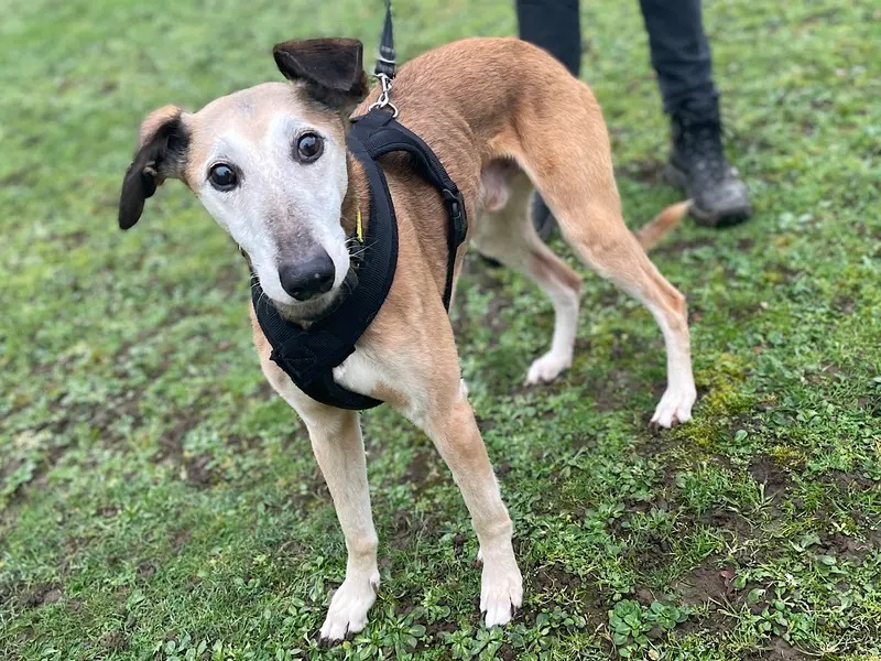 Red is a serene and sweet Saluki Whippet Cross who loves nothing more than cuddling up in a nice cosy bed after a gentle sniffy walk ☺️ Red is looking for a relaxed and calm home where he can enjoy a peaceful life with a family dogstrust.org.uk/rehoming/dogs/… #Canterbury @DogsTrust