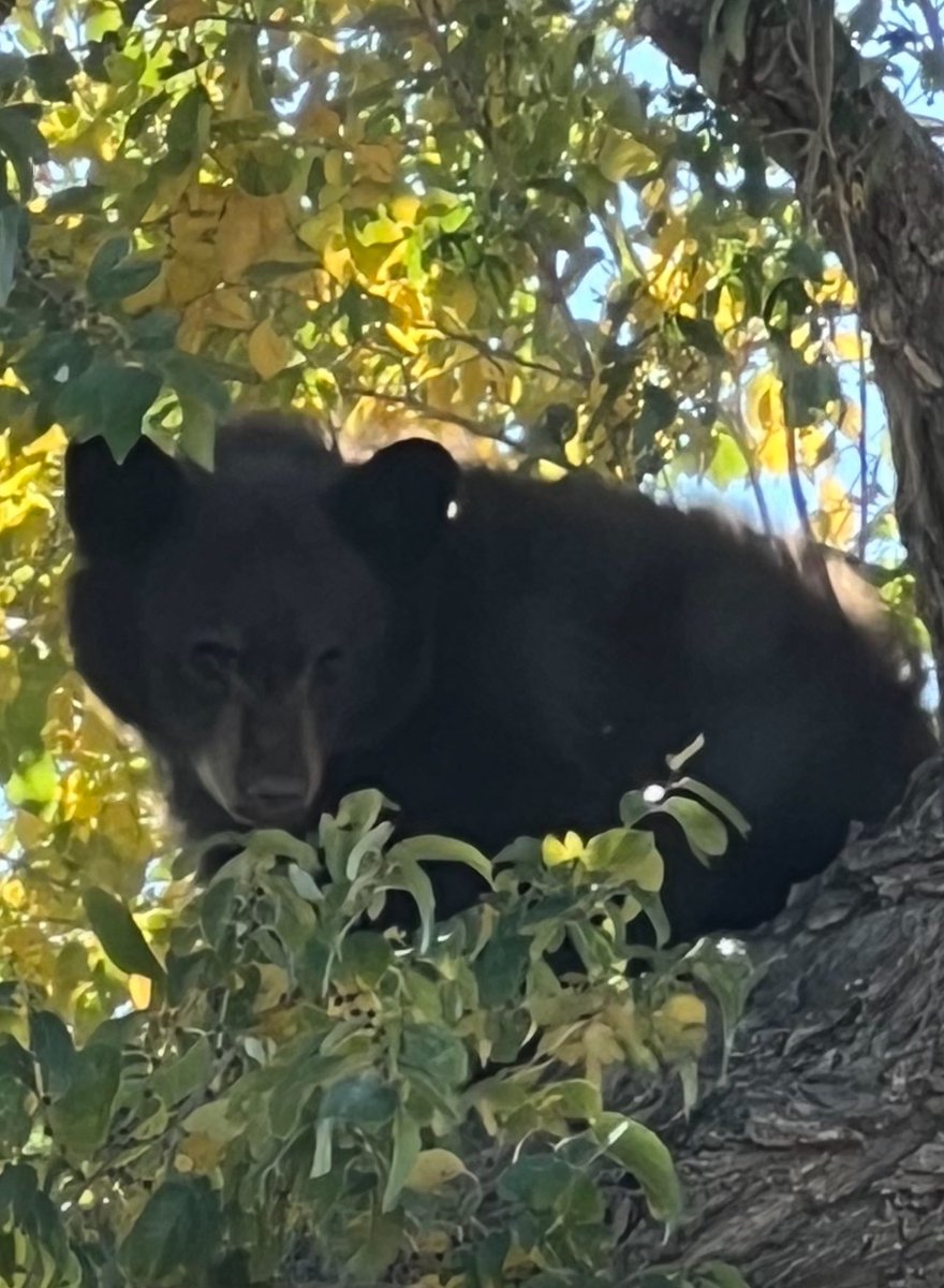 Spotted on my way down the mountain in an Apple Tree. Taken from the road. I didn’t wanna scare him but it was a magnificent shot so I just zoomed in.