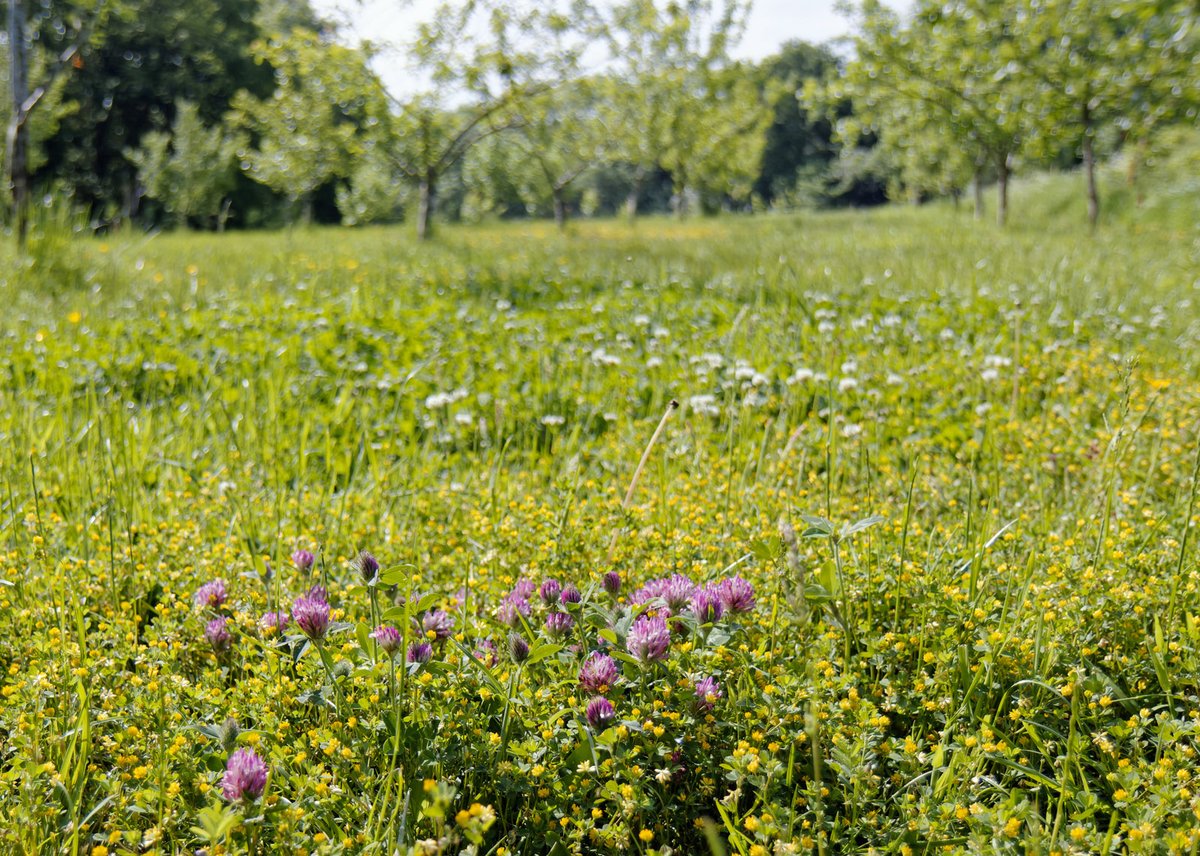 mosullivan_1's tweet photo. On International Day for Biodiversity 2024, here's a photo of our local community orchard/meadow. Once a farm field, it's now home to hundreds of species of plants and insects.

We can make a difference even in one of the world's most nature-depleted countries. 

#Biodiversityday https://t.co/SaW1wuEouf