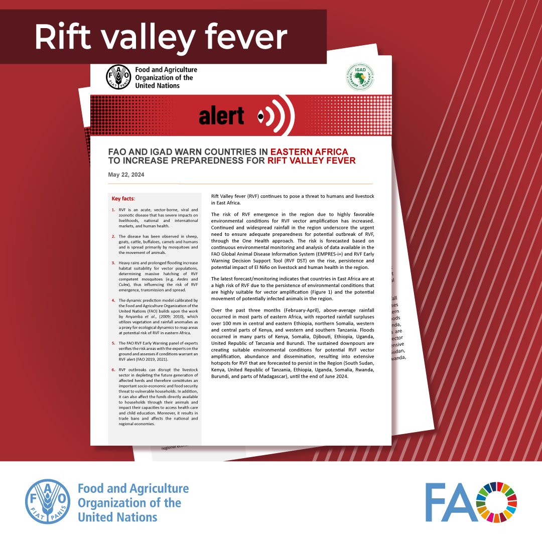 🚨 Rift Valley fever alert (RVF) 🚨 @FAO and @igadsecretariat call for action to prevent the risk of #RiftValleyfever in Eastern Africa. RVF is an acute vector-borne, viral and zoonotic disease affecting 🐏🐐🐫. 👉🏽 Read more: bit.ly/3yrHBpD