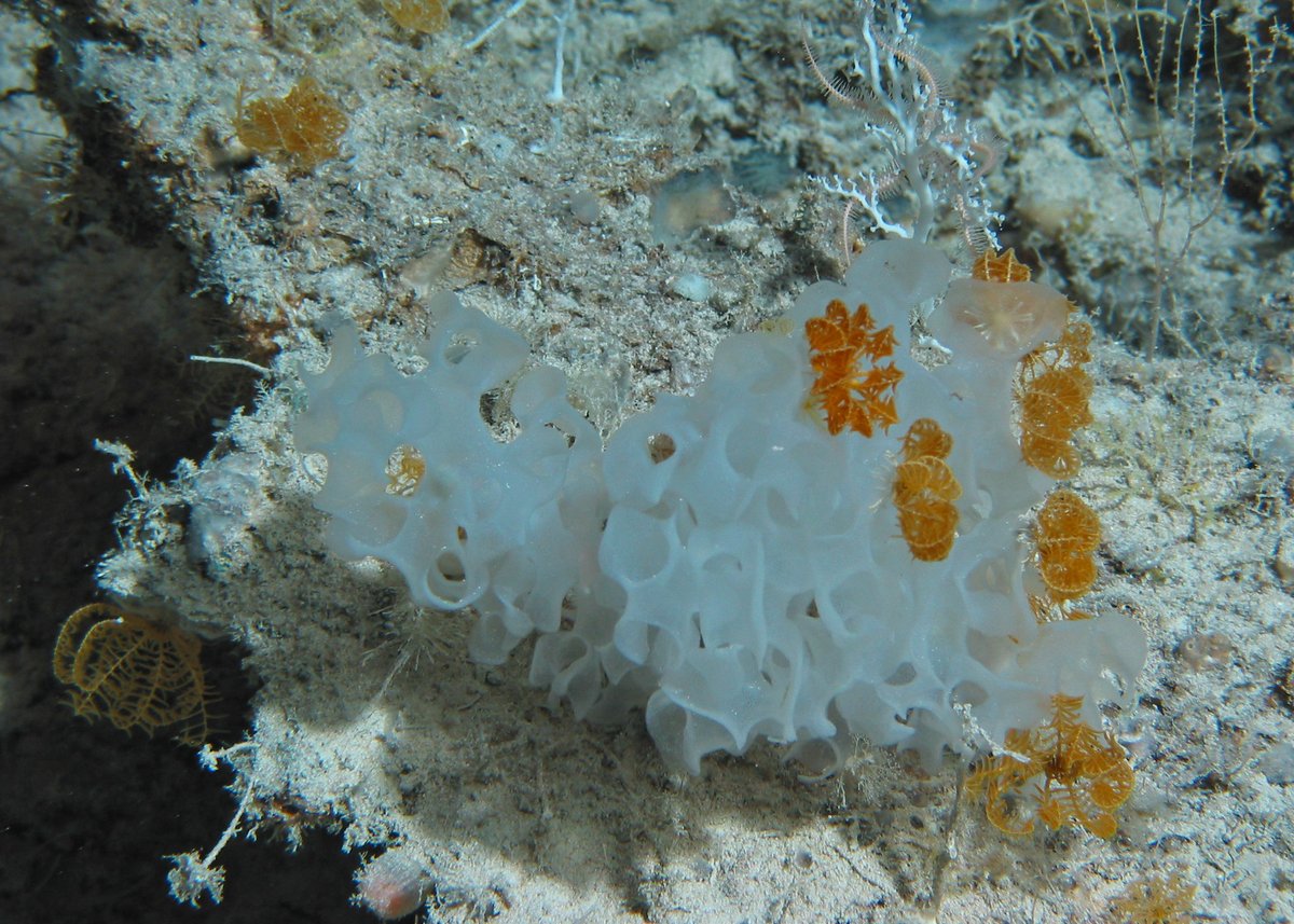 This is a glass sponge (Hexactinellidae) associated with a number of stalkless crinoids. Associations in both the pelagic and benthic deep sea are interesting because they can be highly species specific. E.g. certain shrimp only live in certain species of coral.