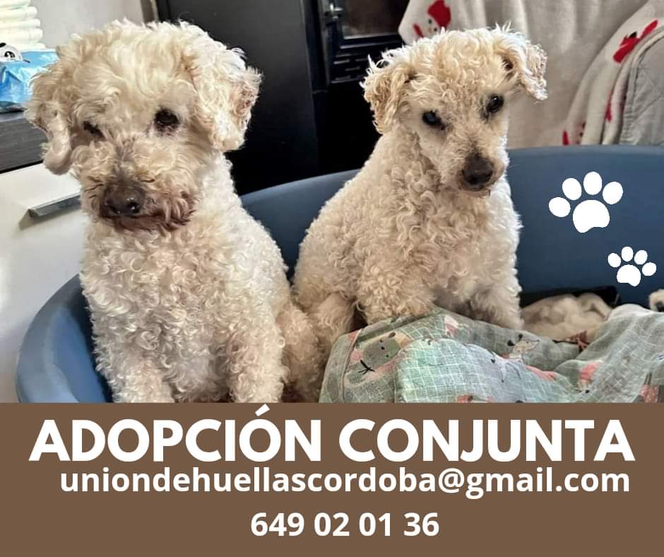 SosAbuelos1's tweet photo. #Córdoba
Contacto; 
649020135 // uniondehuellascordoba@gmail.com

Y mira que a estas alturas, pasamos de vender penas!! Pero es que nos llegan!!.

Dos bebitos caniches, viejos, muy, muuuy viejitos y #ciegos, que se escaparon de un criadero hace tropecientos años y fueron a parar a la perrera, desde donde les adoptaron.

Ahora que su mamá ha muerto, su "padre" se ha desentendido de ellos y ni siquiera va a verlos... Es tanto su desapego, que ha olvidado sus nombres...

Han estado sobreviviendo solitos en la casa (en ruinas) que un día compartieron, en la que un día suponemos fueron felices. Hasta que han sido rescatados y llevados a la prote...

¡Qué odisea de vida, qué pasado tan feo!, hay gente que escribe sus memorias con mucho menos que eso.

¿Qué hacemos ahora con ellos?? ¿A quién le pedimos auxilio? ¿A quién rogamos que se implique con dos perritos abuelos?

Que no queremos contar tristezas, pero nos las dan hechas, compañer@s.

Sobra decir que a estas alturas no vamos a separarlos. Se busca acogida o adopción CONJUNTA, ¡ya han pasado demasiado!