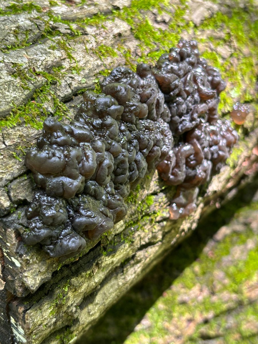 Fungus Appreciation Post ✨🍄✨ All the recent rain and humidity did make for some excellent fungal finds in the forest. How many of these can you name?! 🤔