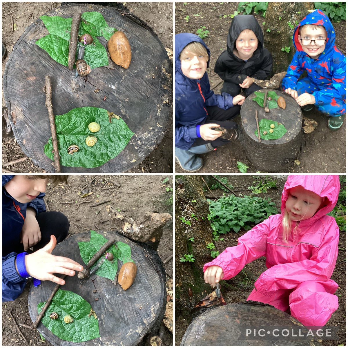 OWPS_forestschool tweet media