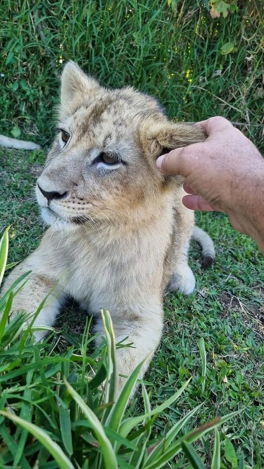 NEWS: Two lion cubs found on a property in Westville, KZN have been confiscated and an individual taken into custody. Blood Lions is hugely concerned about the fact that two lion cubs were kept illegally at a residential property in Durban. Read on: facebook.com/BloodLionsOffi…