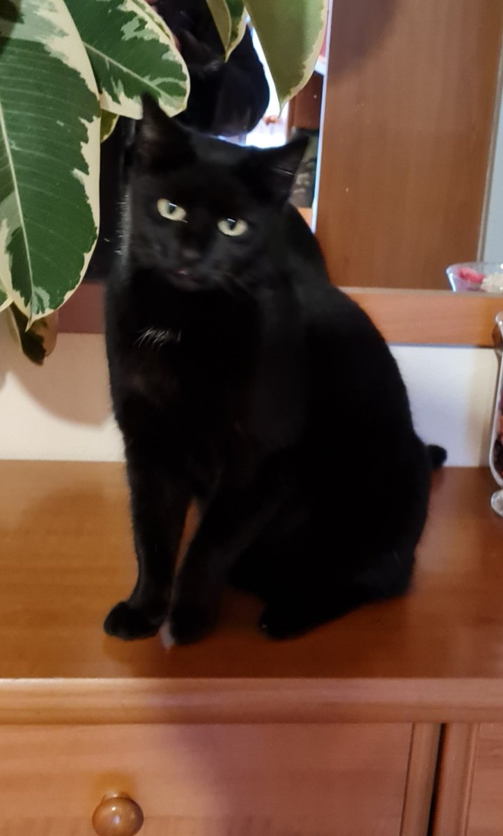 hayt's tweet photo. @weirdlilguys The tiniest blep https://t.co/5OS8Uuv3HC