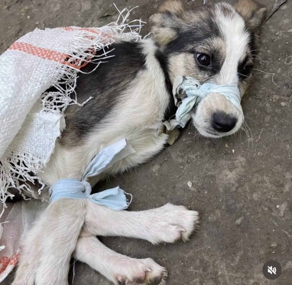 enastaenistera's tweet photo. Şu çaresiz hayvanları gündeme taşımak için bir twit bile atmaktan imtina eden arkadaşlar; korkmayın 21. Yüzyılda toplu  köpek katliamı kısaca itlaf isteyenlere karşı tavır koymakla değeriniz düşmez.!

#SokakHayvanlarıSahipsizDeğil https://t.co/TlIzZlBTWo