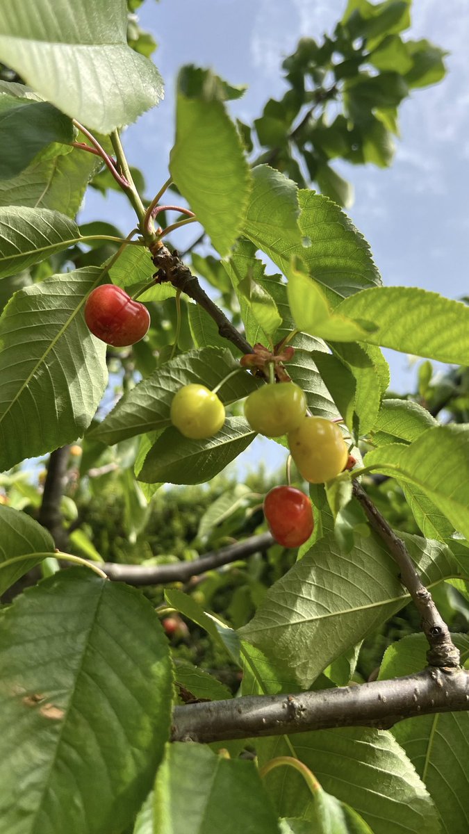 Yaz geloooooo 🍒🍓😎