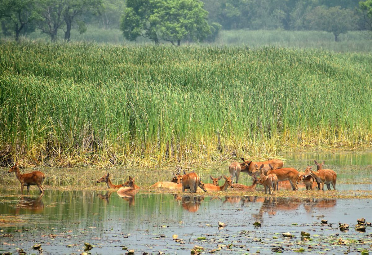 Wetlands and swamps are respites for many from this scorching heat. Terai is famous for their swamp deers and they are the State animal of Uttar Pradesh. 🦌 PC: Surender Kumar Dy Ranger
