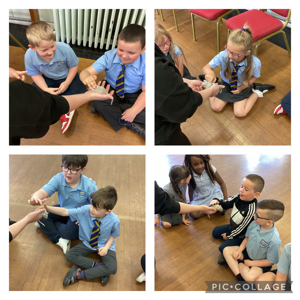 Mrs Lyons and Primary 7 tweet media