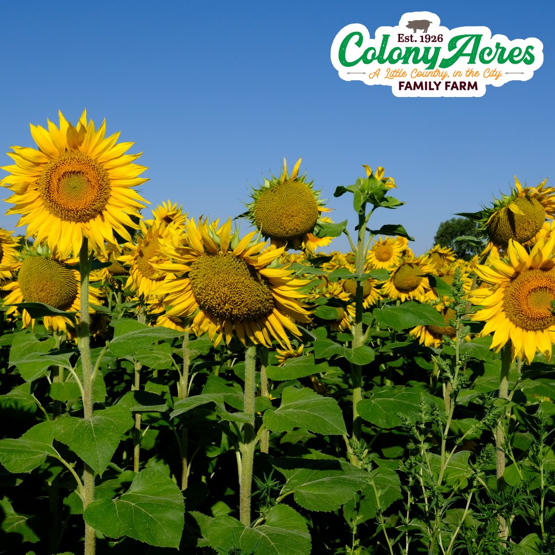 Colony Acres Iowa tweet media