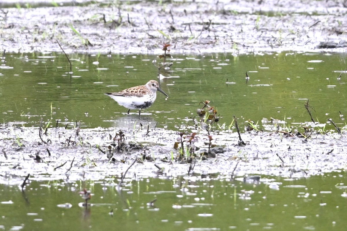 Dunlin on the flood at Stocker's Farm late morning #hertsbirds