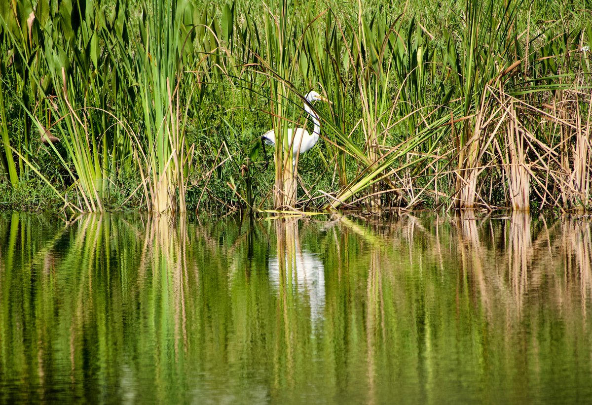 Ordinary day around my pond... #Wednesday #Photography #Florida