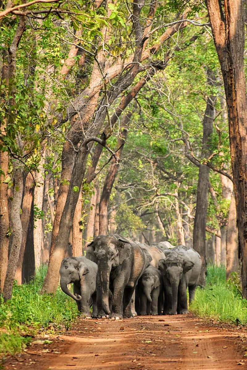 A cautious and careful herd. Terai Sal forests of UP is a new home for these gentle giants.