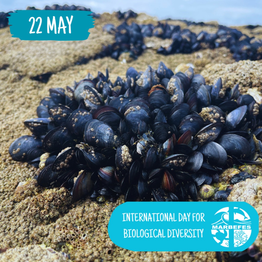 On International Day for Biological Diversity, we at @marbefes reflect on the cultural, ecological and economic importance of species like the blue mussel (Mytilus edulus). To read more about the International Day for Biological Diversity, click below! un.org/en/observances…
