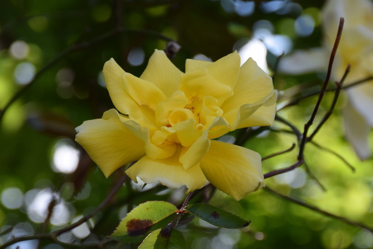 Yellow Roses. @des_farrand