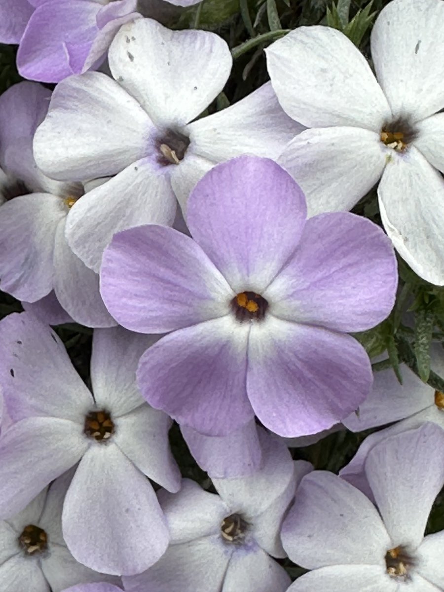 Phlox are in bloom!