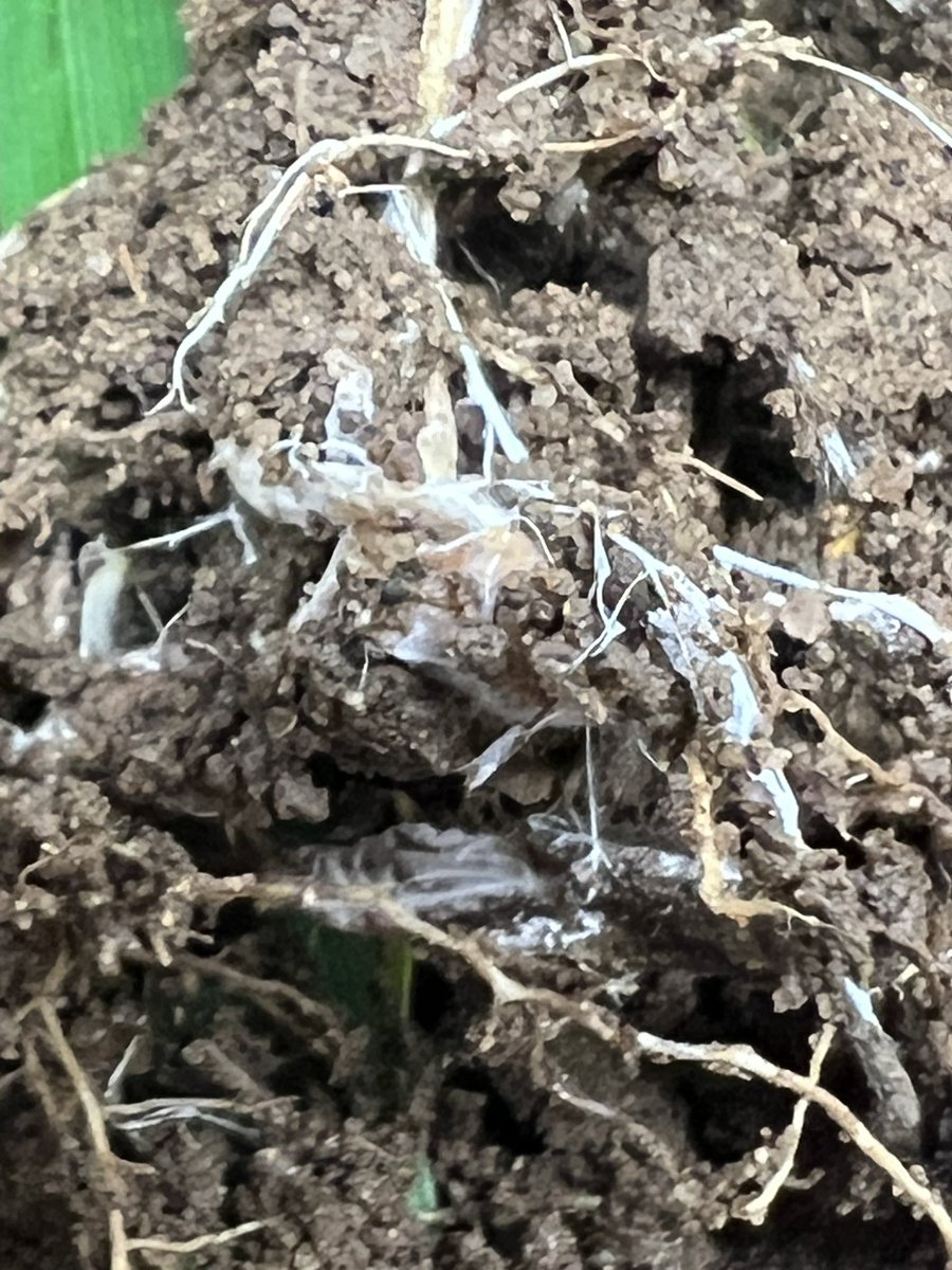 Nick Padwick tweet media