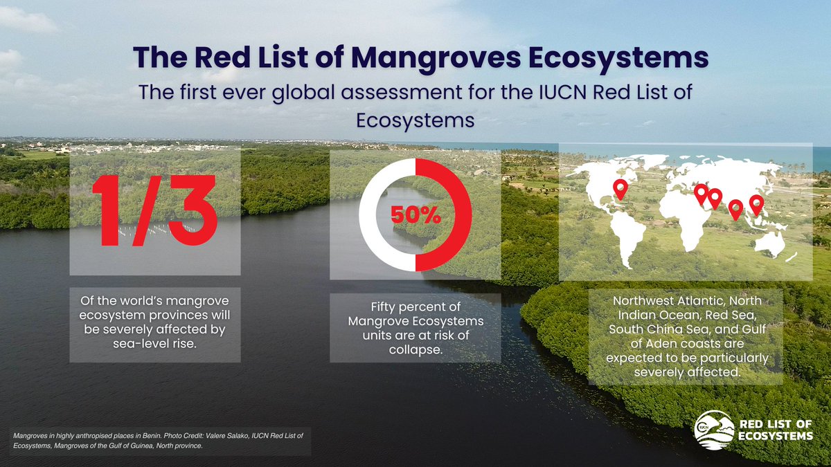 🌱The first global assessment by IUCN’s @redlisteco reveals that over ½ of the world's #mangroves are at risk of collapse. #Climate change, #deforestation, and pollution are just some of the threats to these vital ecosystems. Read more ➡️ bit.ly/3wHiPS5