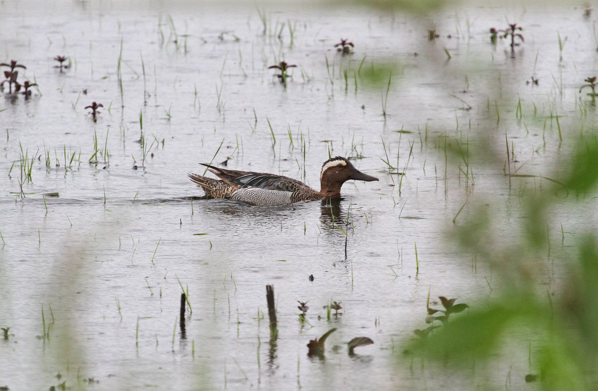 After failing to see the continuing drake Garganey at close quarters at Stockers Farm over the last few days it finally performed this afternoon and allowed me to take a half descent photo although light conditions in the rain were challenging.😄