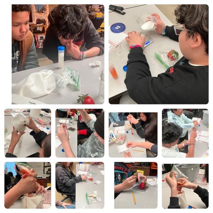 Timberline PK8 (@timberlinepk8) on Twitter photo Mrs. Sanger's 6th-grade Science class had a blast with S.C.O.P.E.! CU Boulder graduate students engaged Timberline students in hands-on experiments in microbiology, biology, and chemistry, plus DNA extraction from strawberries and bananas! ππ <a href="/KarlaAllenbach/">Karla Allenbach</a> #StVrainStorm Mrs. Sanger's 6th-grade Science class had a blast with S.C.O.P.E.! CU Boulder graduate students engaged Timberline students in hands-on experiments in microbiology, biology, and chemistry, plus DNA extraction from strawberries and bananas! ππ <a href="/KarlaAllenbach/">Karla Allenbach</a> #StVrainStorm