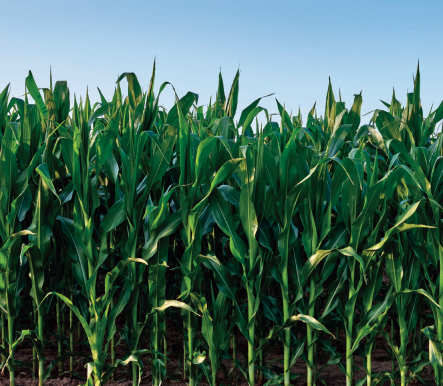 Don't let plant stress reduce your yields and profits this season. Nutriboost Complete is a first-pass solution specially formulated to reduce yield loss during periods of abiotic stress. streamline-ag.com/products