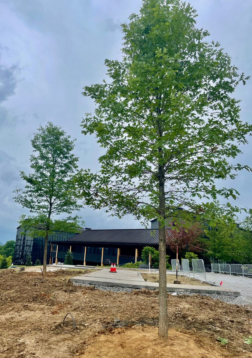 🌳 Last week, our Louisville team planted some majestic Oak trees! These towering beauties aren't just breathtaking to look at, they're also game-changers for our environment. Here's why: 🌞 Shade Galore 💧 Stormwater Superstars 🍃 Air Quality Boosters: 🌿 Habitat Heroes: