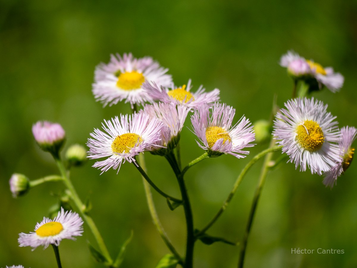 HectorCantres's tweet image. #FunOutside photographing wild flowers. These are Prairie Fleabanes, the #flowers of resilience and #nature's cycles.
#PrairieFlebanes #fleabanes #NatureLovers #spring #summer #WildFlowers #outdoors #OutdoorFun #FunOutdoors #gardening #FlowerPhotography