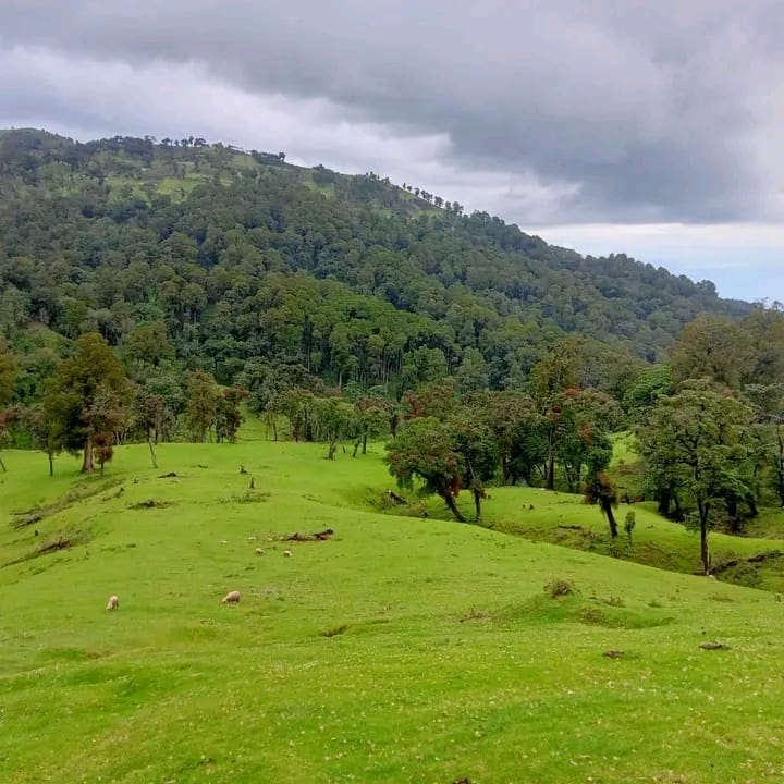 KirorJob's tweet photo. Epic view of Mrangar hill in Parua Pokot south #BiodiversityMatters for sustainability. we need to preserve the forests #Polluterpays for sustainability.
@FLlocaldeals 
@MakePeaceWithNature
@NatureBasedSolutions https://t.co/Y3IrWGJF64