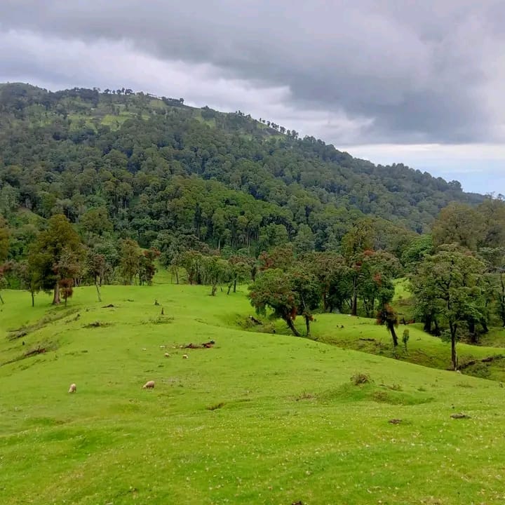 Epic view of Mrangar hill in Parua Pokot south #BiodiversityMatters for sustainability. we need to preserve the forests #Polluterpays for sustainability.
@FLlocaldeals 
@MakePeaceWithNature
@NatureBasedSolutions