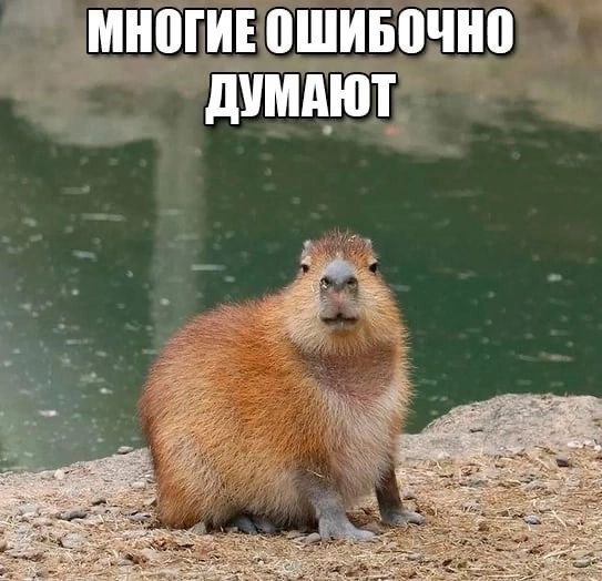 //госпожи, господа и небинарные персоны, я награждаю вас высшей наградой - моим любимым мемом с капибарой